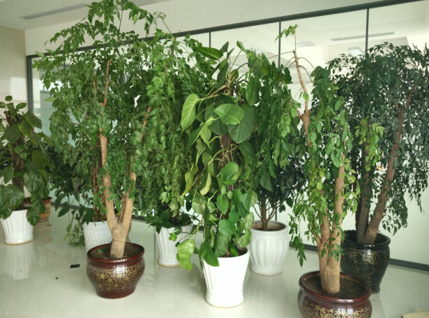 凯能锅炉花草 凯能锅炉花草