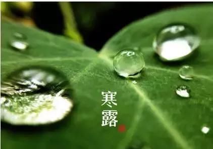 袅袅凉风动，凄凄寒露零丨凯能科技提醒：今日寒露